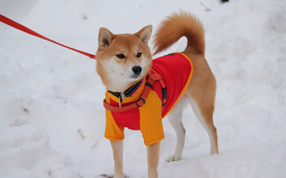 “法甲豪门大爆发,积分追赶势头强劲”,法甲豪门球队