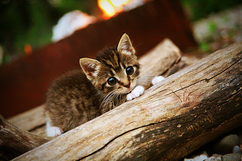 开云综合服务-国际极限跑酷公开赛，城市天际线上的极速挑战，城市天际线公路限速